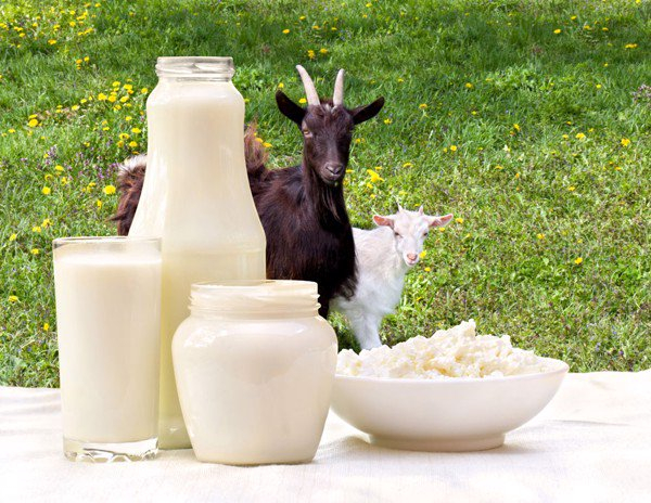 Tầm quan trọng của sữa dê